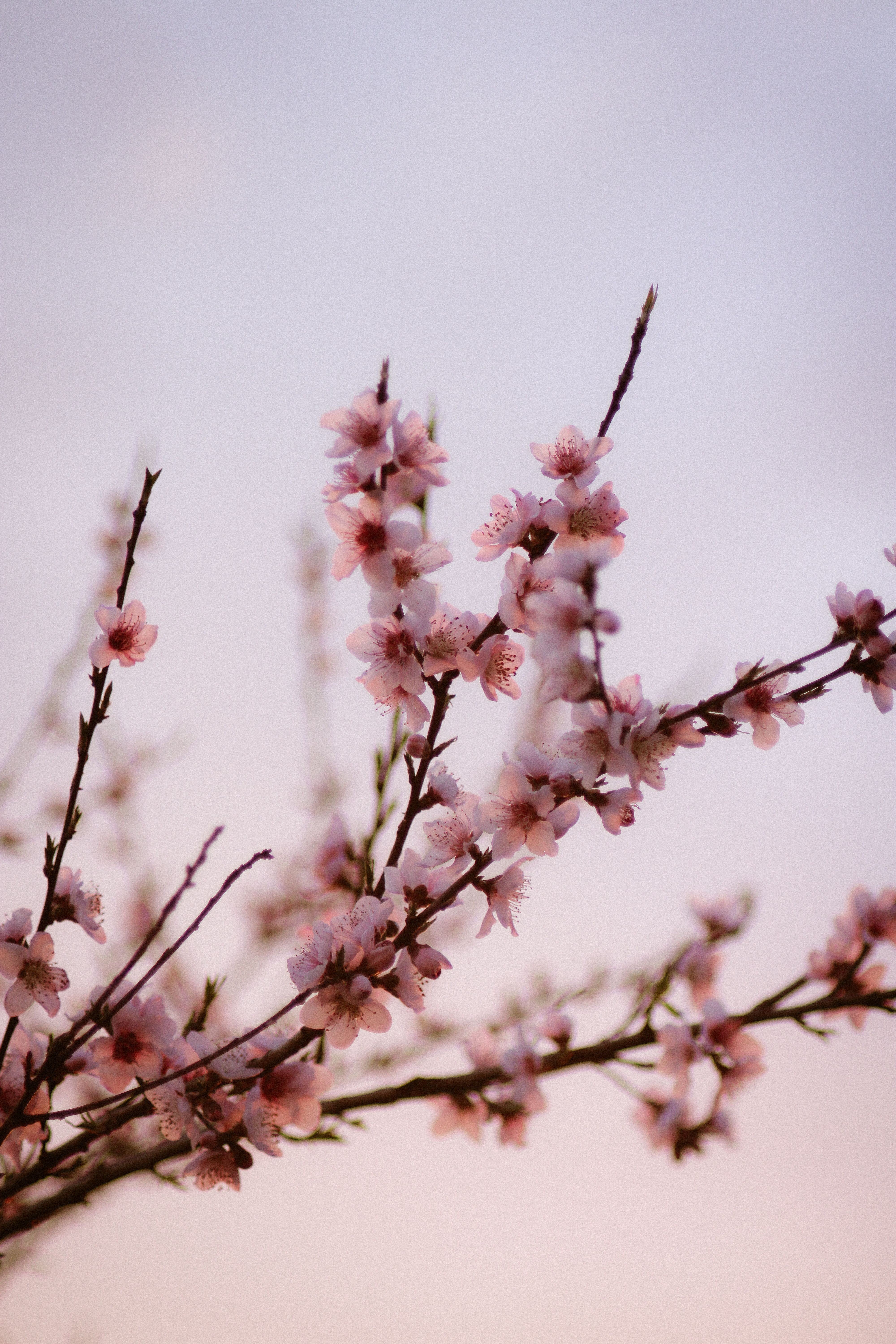 A branch of pale pink blossom against a soft sky, marking the turn of the year